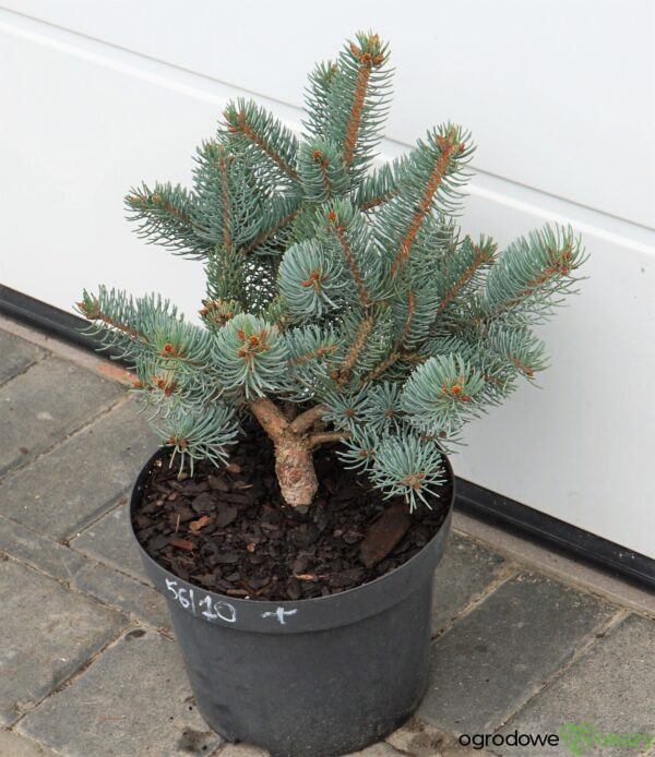 Picea asperata ‘Chevreloup’