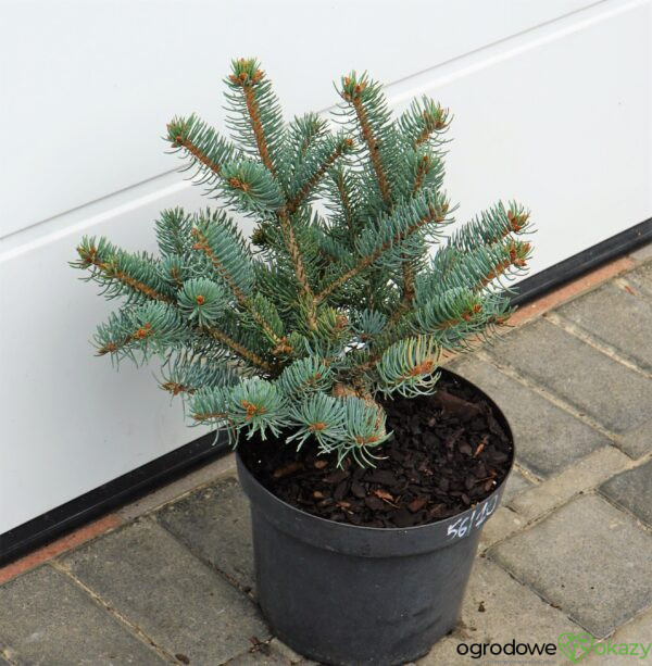 Picea asperata ‘Chevreloup’