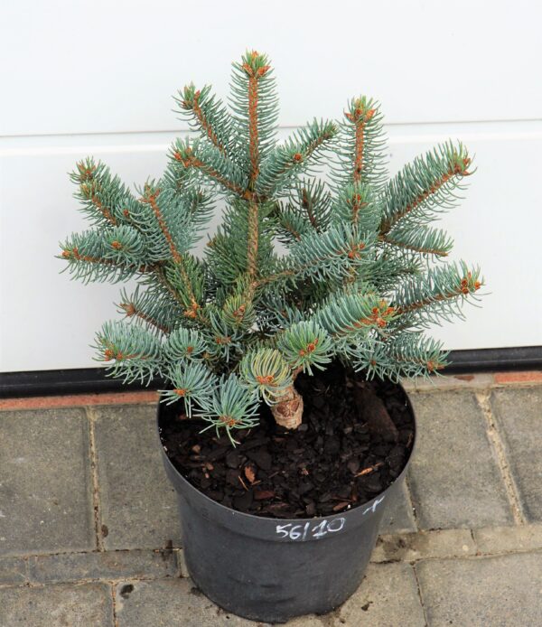 Picea asperata ‘Chevreloup’