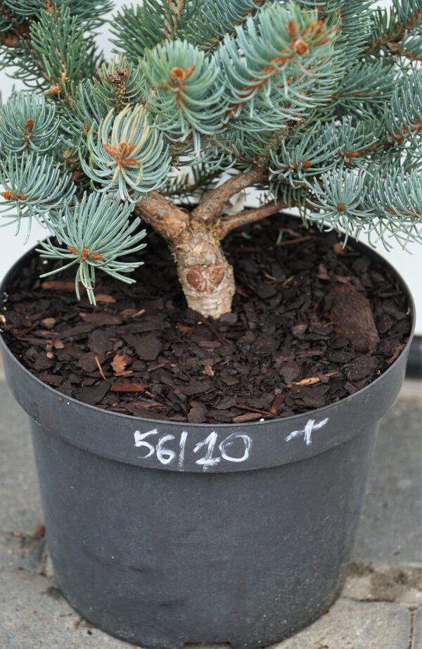 Picea asperata ‘Chevreloup’