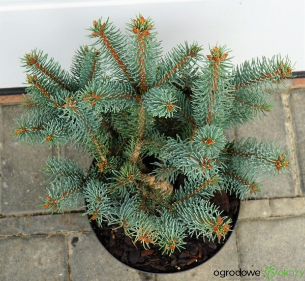 Picea asperata ‘Chevreloup’