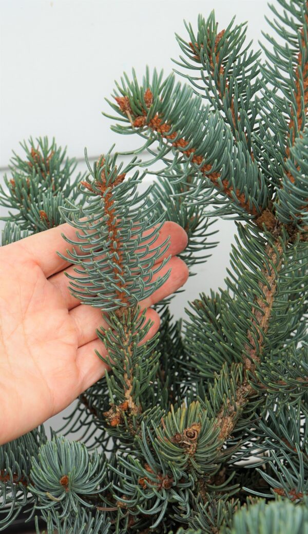 Picea asperata ‘Chevreloup’