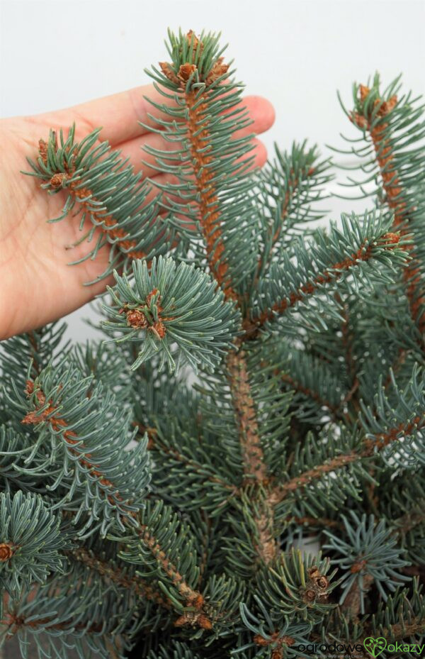 Picea asperata ‘Chevreloup’