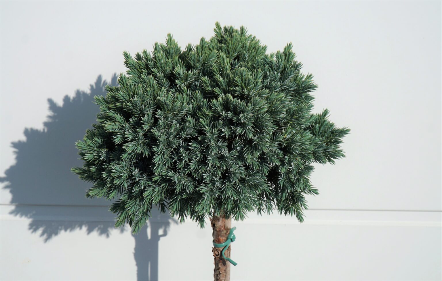 JAŁOWIEC ŁUSKOWATY BLUE STAR Juniperus squamata