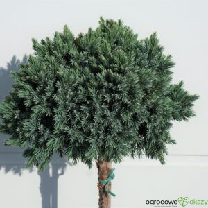 JAŁOWIEC ŁUSKOWATY BLUE STAR Juniperus squamata