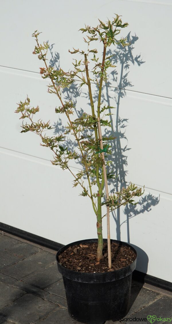 KLON PALMOWY ALPENWEISS Acer palmatum