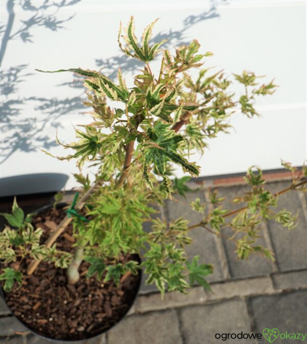 KLON PALMOWY ALPENWEISS Acer palmatum