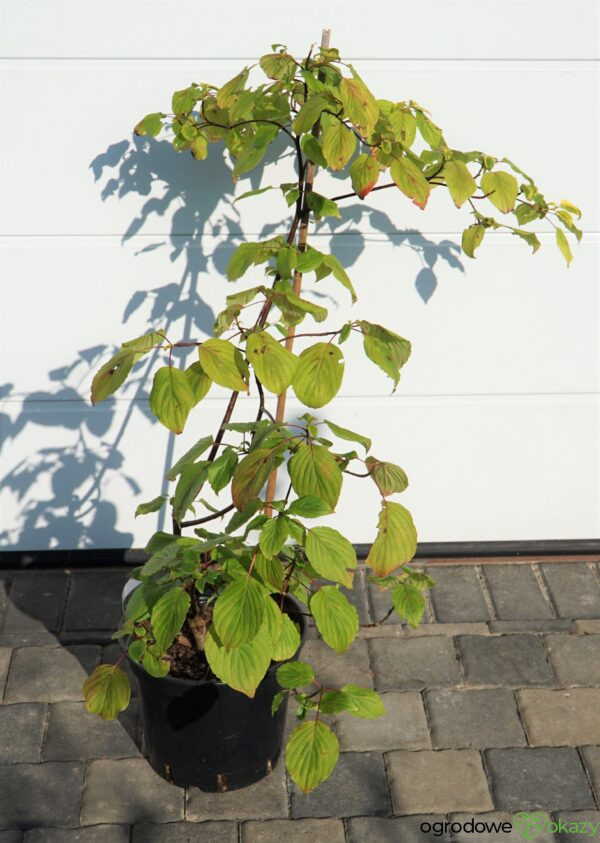 DEREŃ SKRĘTOLISTNY GOLDEN SHADOWS Cornus alternifolia