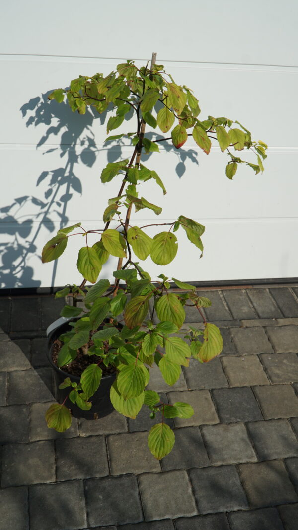 DEREŃ SKRĘTOLISTNY GOLDEN SHADOWS Cornus alternifolia