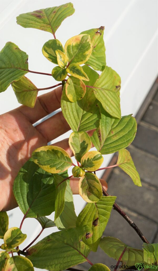 DEREŃ SKRĘTOLISTNY GOLDEN SHADOWS Cornus alternifolia