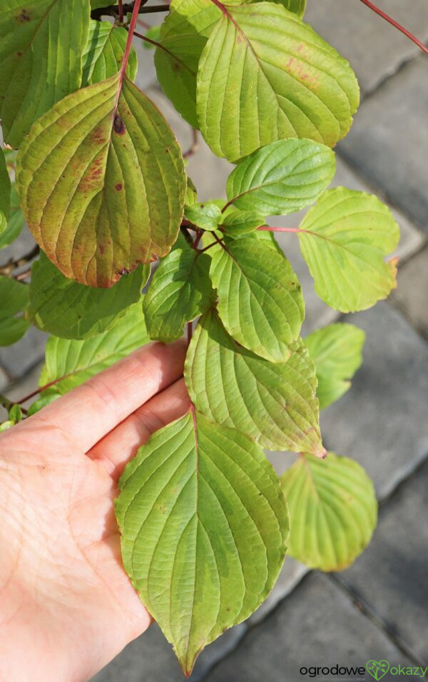 DEREŃ SKRĘTOLISTNY GOLDEN SHADOWS Cornus alternifolia