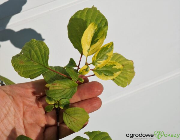 DEREŃ SKRĘTOLISTNY GOLDEN SHADOWS Cornus alternifolia