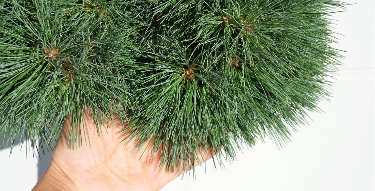 SOSNA WEJMUTKA HORSFORD Pinus strobus