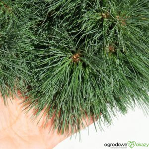 SOSNA WEJMUTKA HORSFORD Pinus strobus