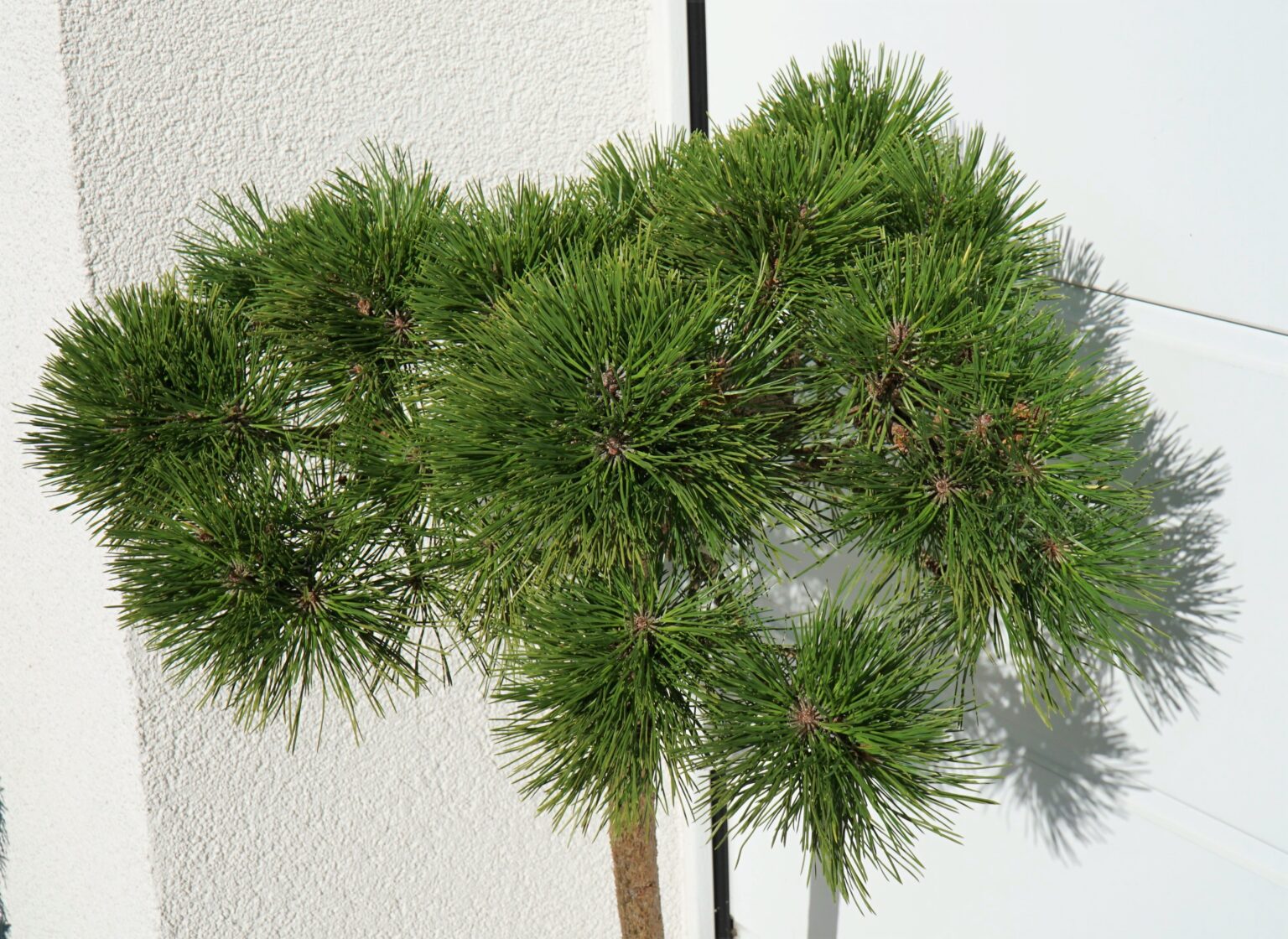SOSNA GĘSTOKWIATOWA JANE KLUIS Pinus densiflora