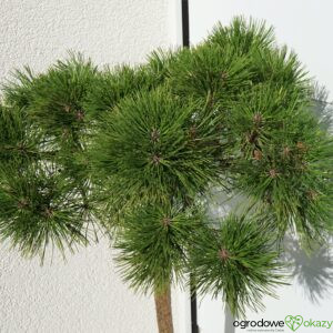 SOSNA GĘSTOKWIATOWA JANE KLUIS Pinus densiflora