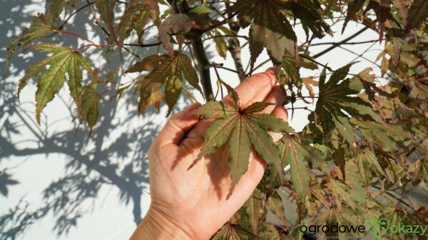 KLON PALMOWY AMAGI-SHIGURE Acer palmatum