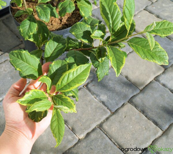 OŚNIEŻA KAROLIŃSKA VARIEGATA Halesia carolina