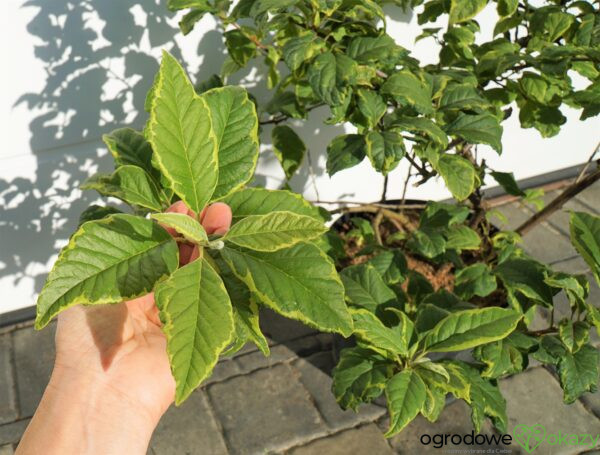 OŚNIEŻA KAROLIŃSKA VARIEGATA Halesia carolina