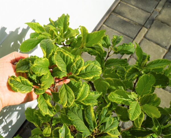 OŚNIEŻA KAROLIŃSKA VARIEGATA Halesia carolina