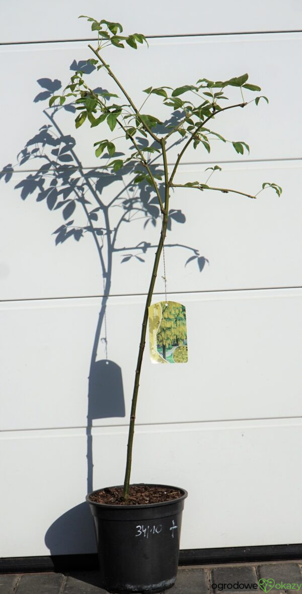 ZŁOTOKAP WATERERA VOSSII Laburnum ×watereri