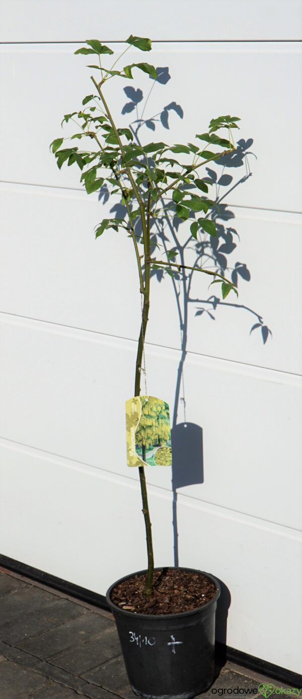 ZŁOTOKAP WATERERA VOSSII Laburnum ×watereri