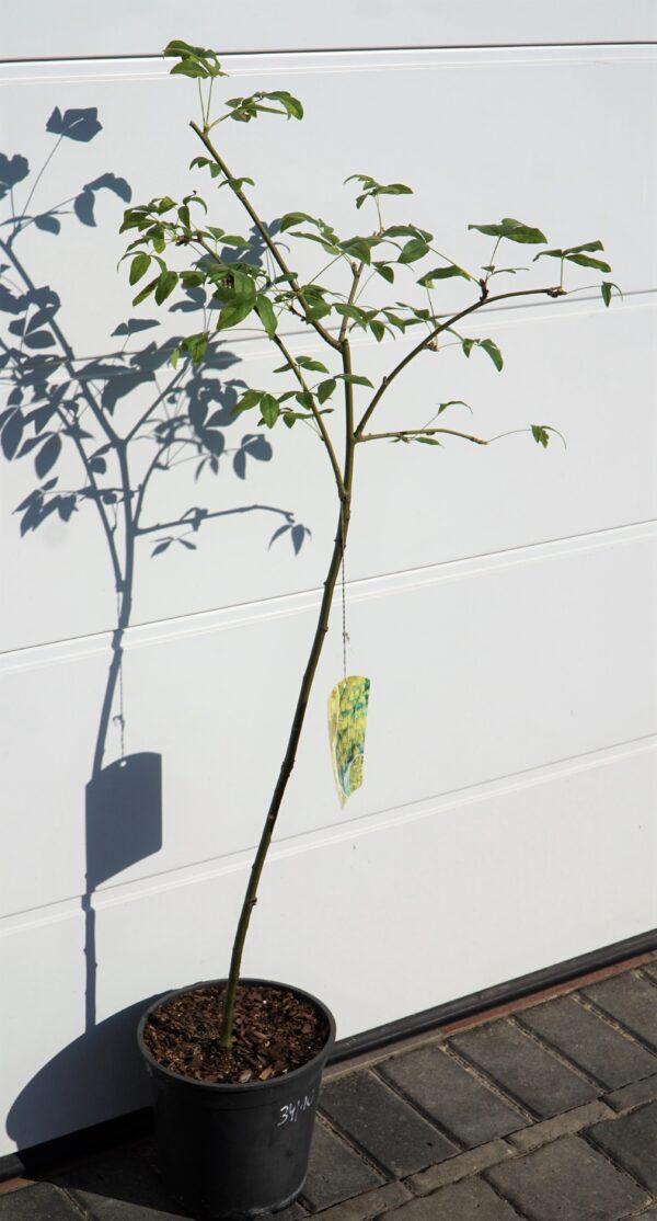 ZŁOTOKAP WATERERA VOSSII Laburnum ×watereri