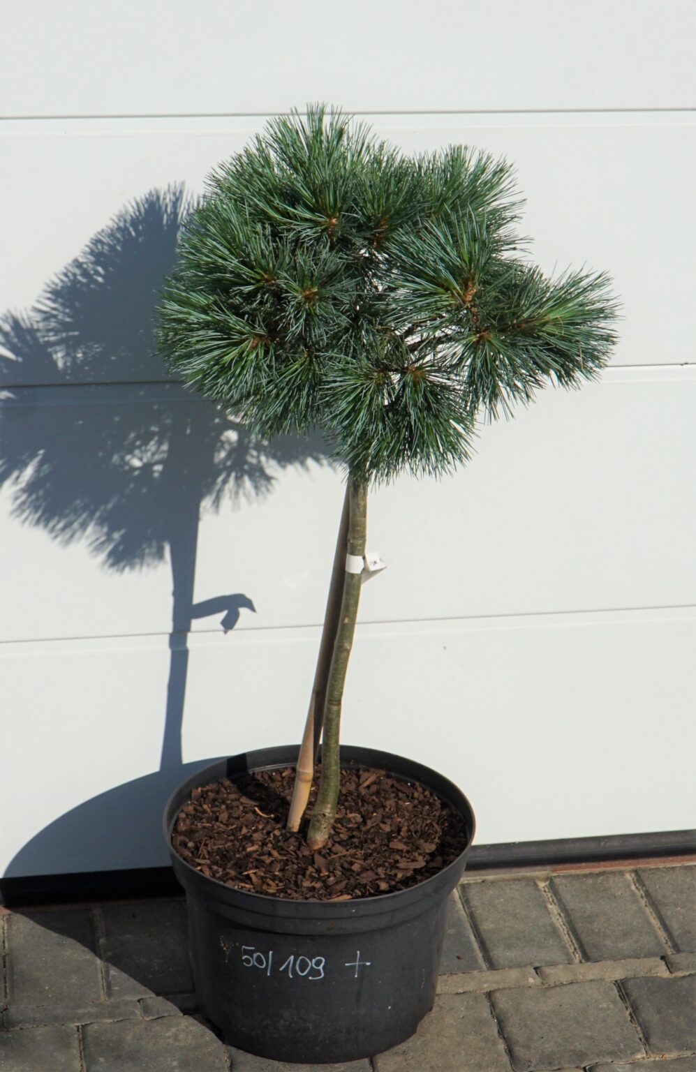 SOSNA GIĘTKA LIL WOLF Pinus flexilis