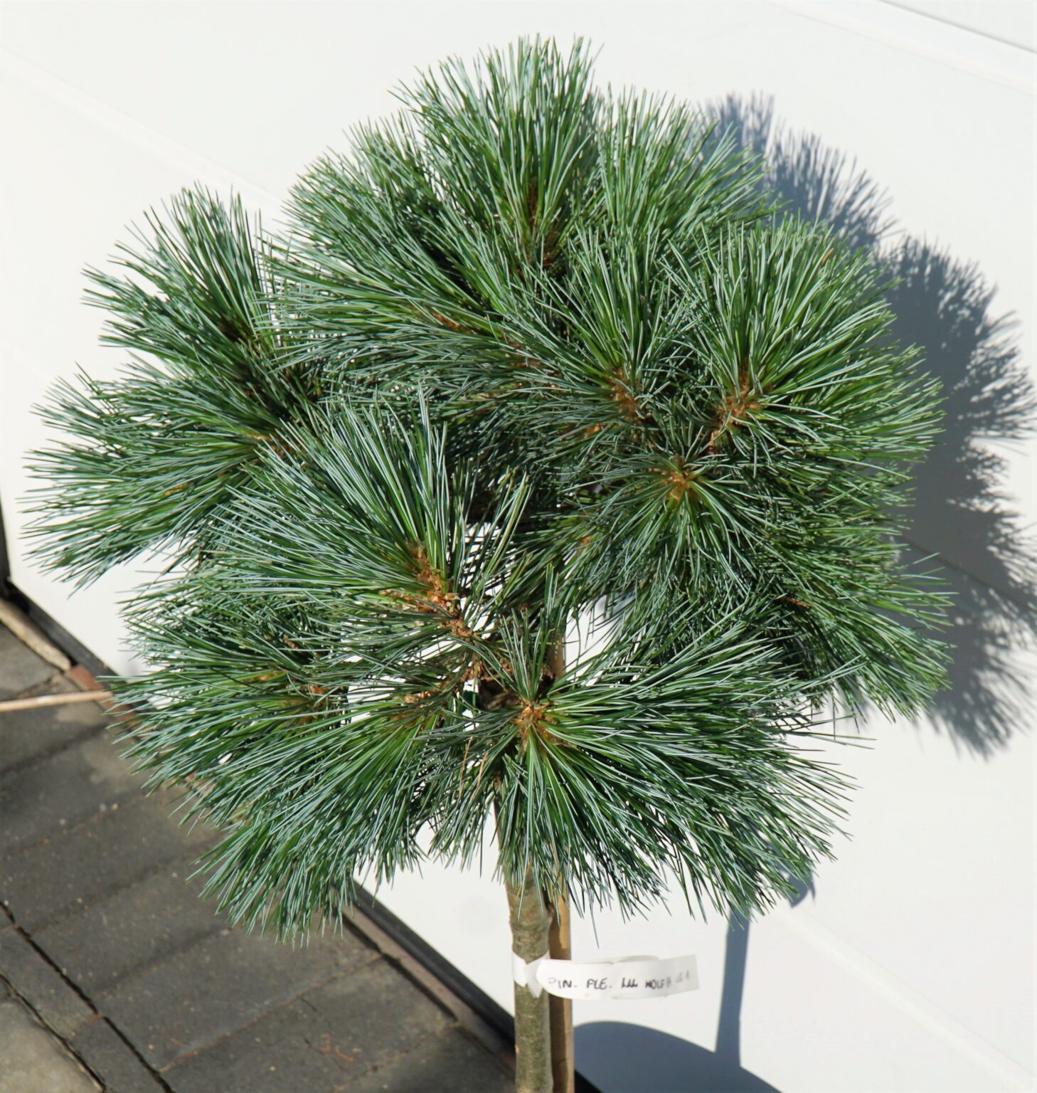 SOSNA GIĘTKA LIL WOLF Pinus flexilis