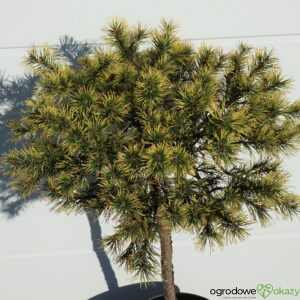 SOSNA GÓRSKA GIENEK Pinus mugo