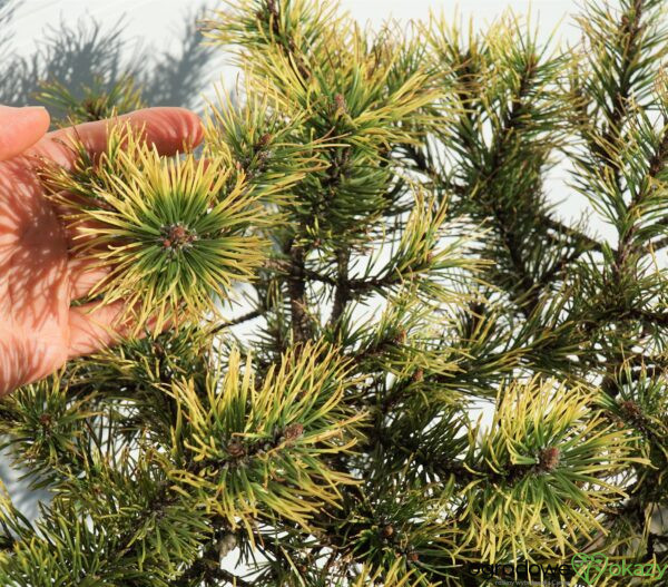 SOSNA GÓRSKA GIENEK Pinus mugo