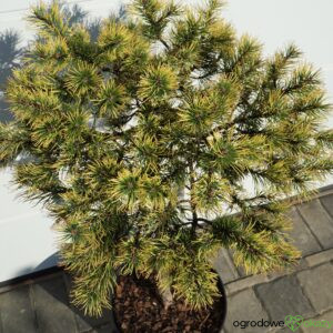 SOSNA GÓRSKA GIENEK Pinus mugo