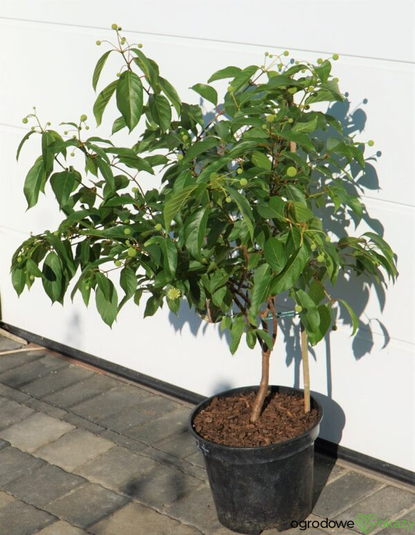 GUZIKOWIEC ZACHODNI Cephalanthus occidentalis