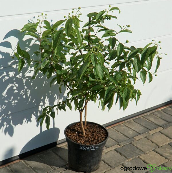 GUZIKOWIEC ZACHODNI Cephalanthus occidentalis