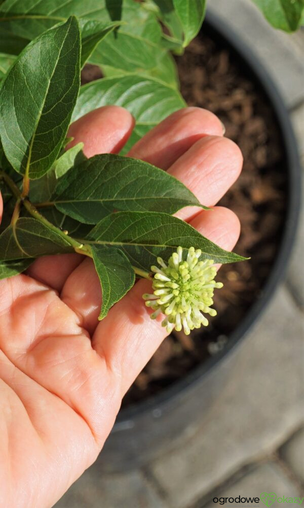 GUZIKOWIEC ZACHODNI Cephalanthus occidentalis