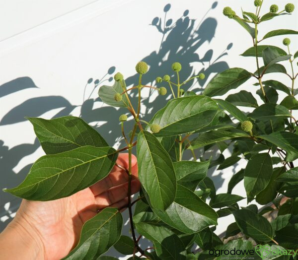 GUZIKOWIEC ZACHODNI Cephalanthus occidentalis