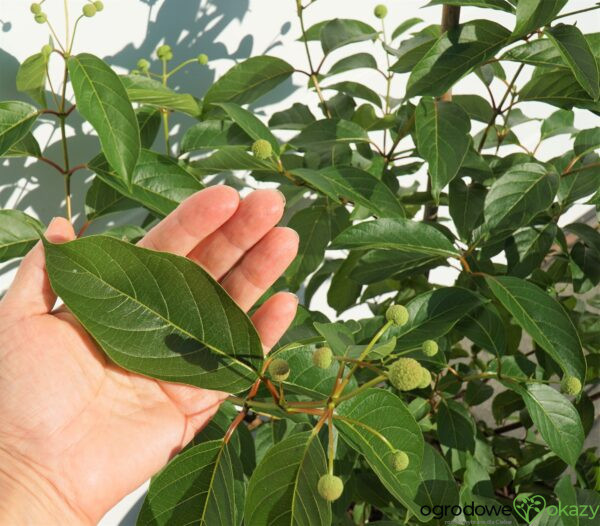 GUZIKOWIEC ZACHODNI Cephalanthus occidentalis