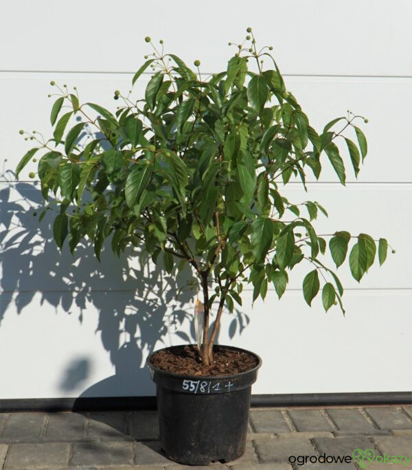 GUZIKOWIEC ZACHODNI Cephalanthus occidentalis