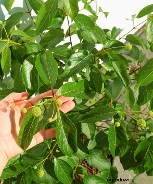 GUZIKOWIEC ZACHODNI Cephalanthus occidentalis