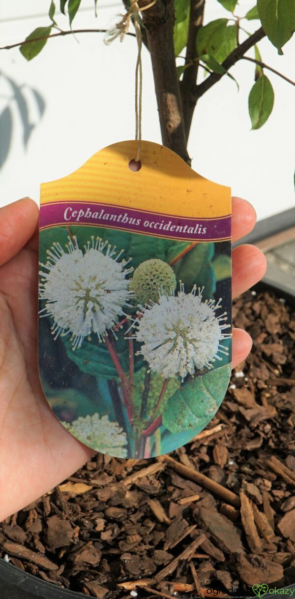 GUZIKOWIEC ZACHODNI Cephalanthus occidentalis