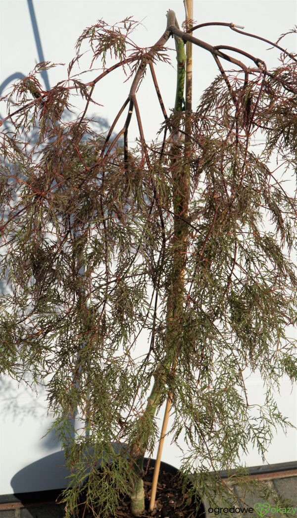 KLON PALMOWY BENI KUMO NO SU Acer palmatum