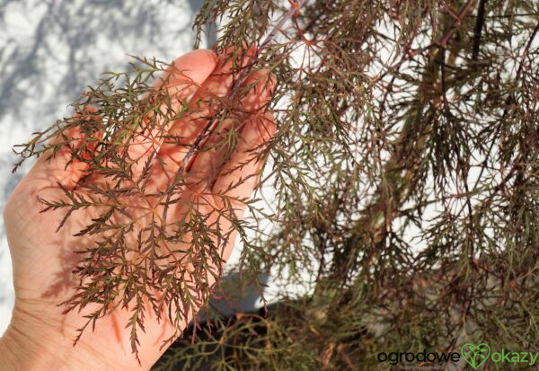 KLON PALMOWY BENI KUMO NO SU Acer palmatum