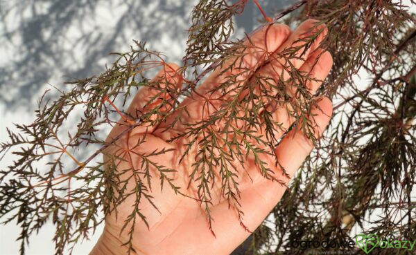 KLON PALMOWY BENI KUMO NO SU Acer palmatum