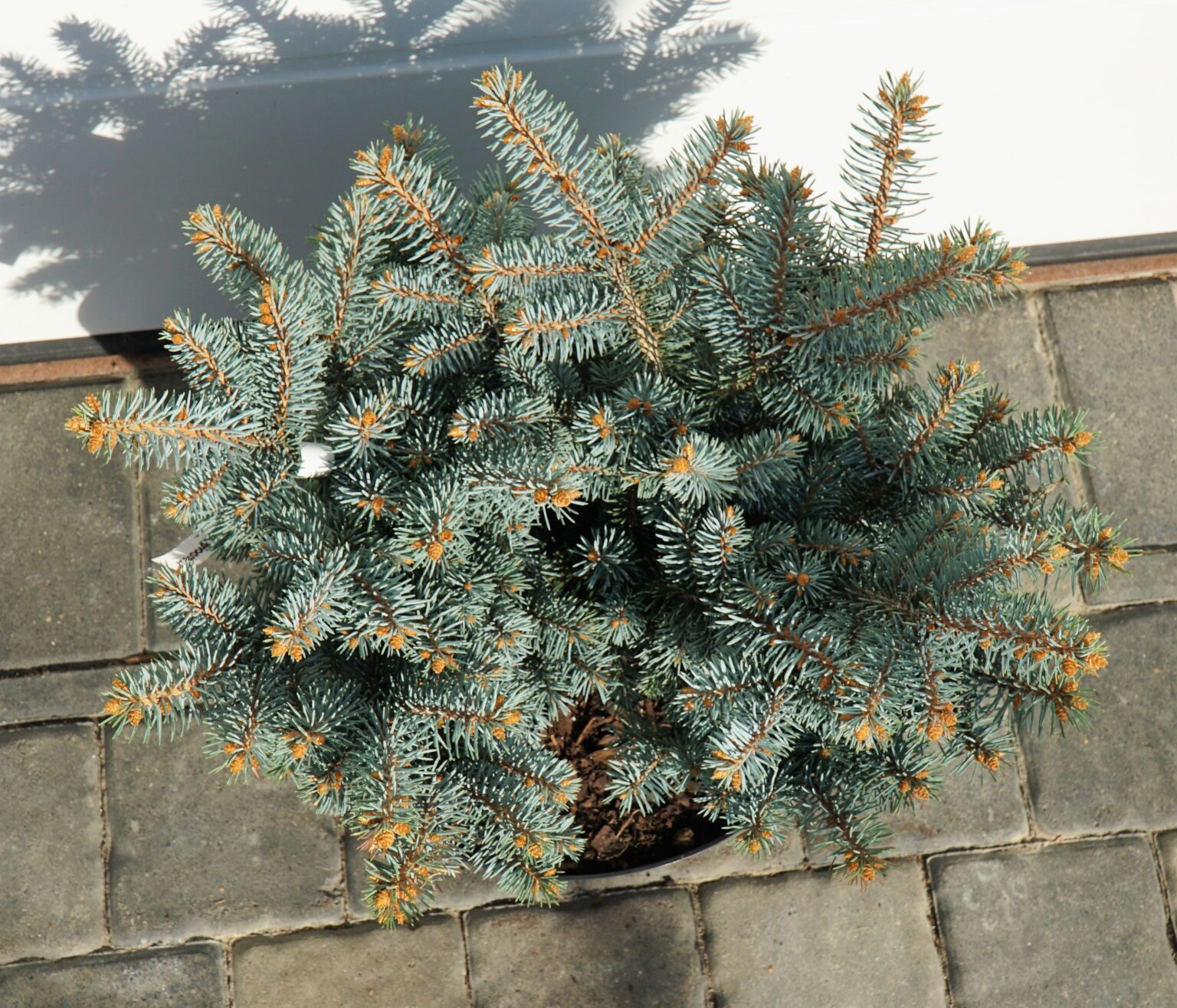 ŚWIERK KŁUJĄCY HOTO Picea pungens