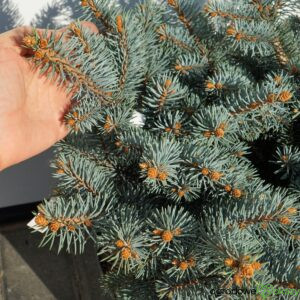 ŚWIERK KŁUJĄCY HOTO Picea pungens