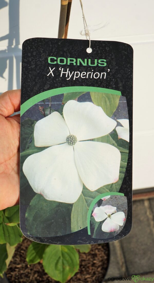 DEREŃ X HYPERION Cornus x ‘Hyperion’