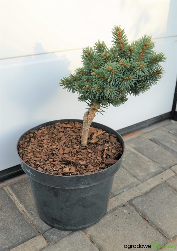 ŚWIERK KŁUJĄCY PLATTE LEANER Picea pungens