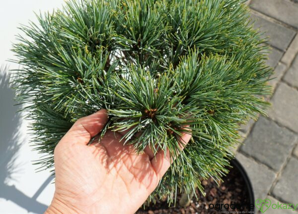 SOSNA KOREAŃSKA BLUE BALL Pinus koraiensis