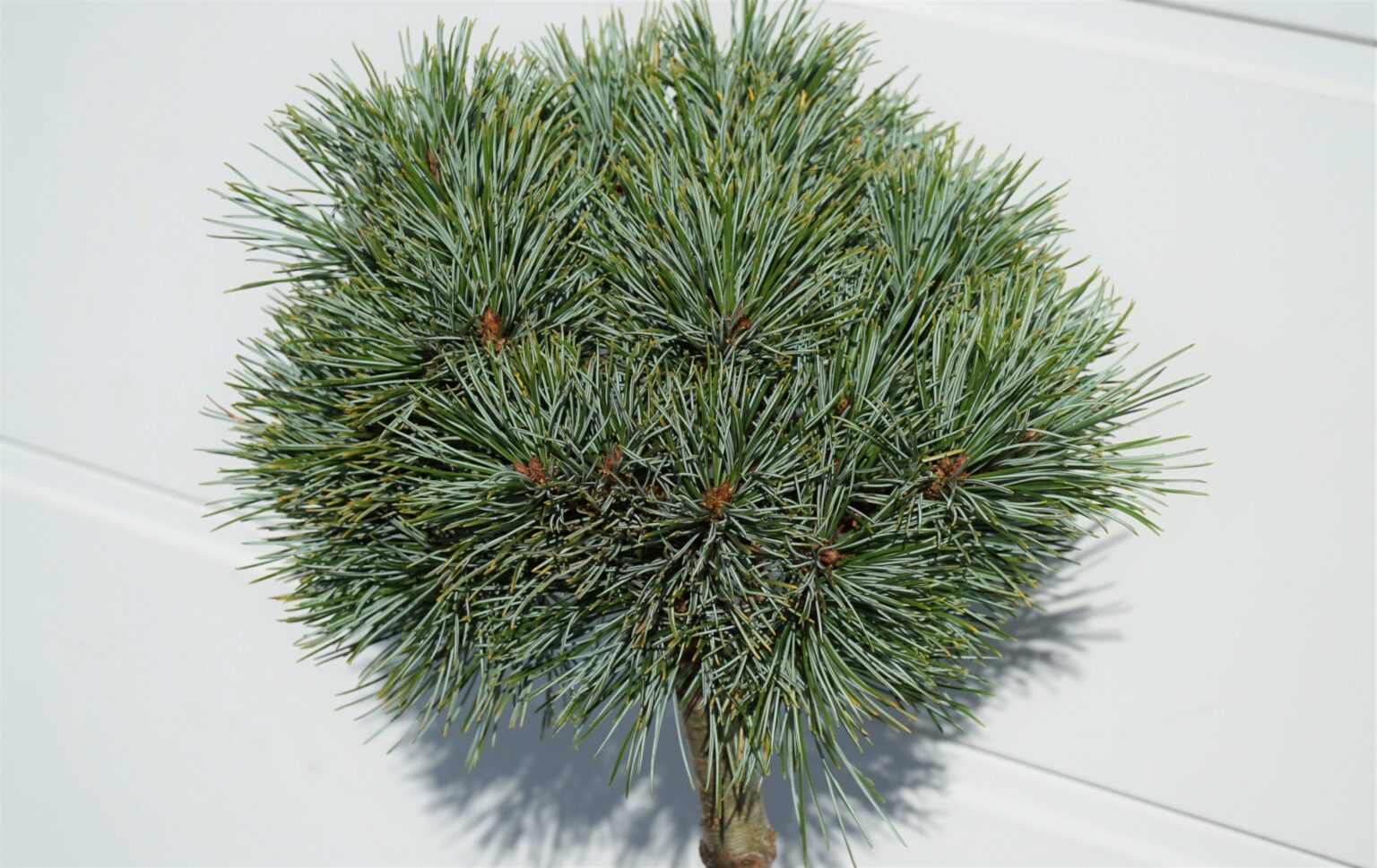 SOSNA KOREAŃSKA BLUE BALL Pinus koraiensis