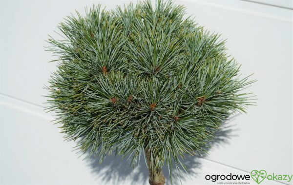 SOSNA KOREAŃSKA BLUE BALL Pinus koraiensis